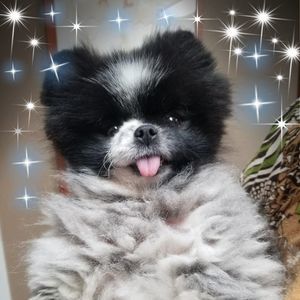 Meet your Posher, Pat